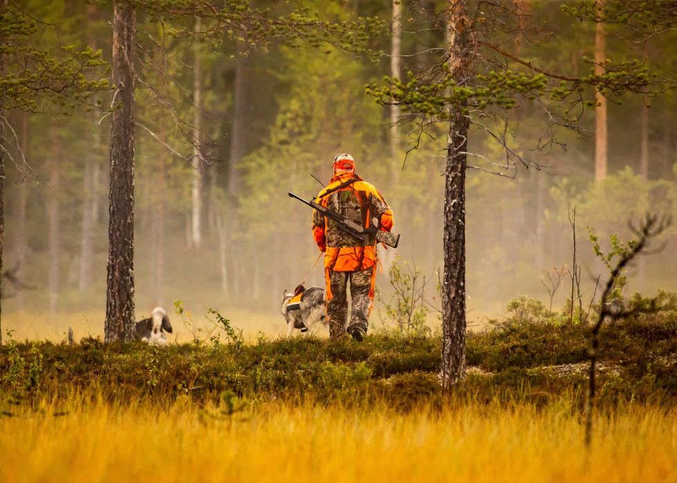 Hunter and hunting dogs chasing in the wilderness.