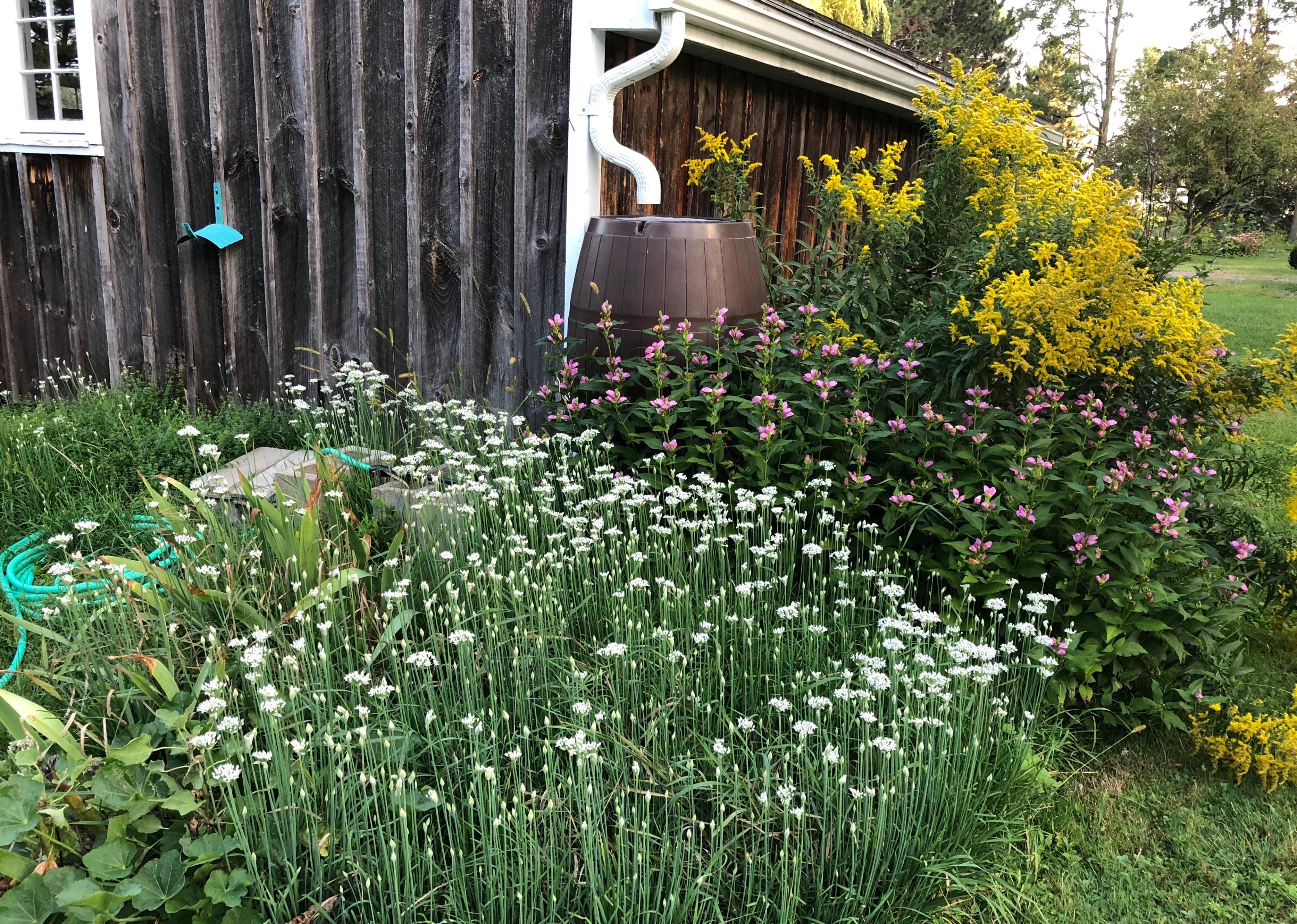 Garden and rain barrel.