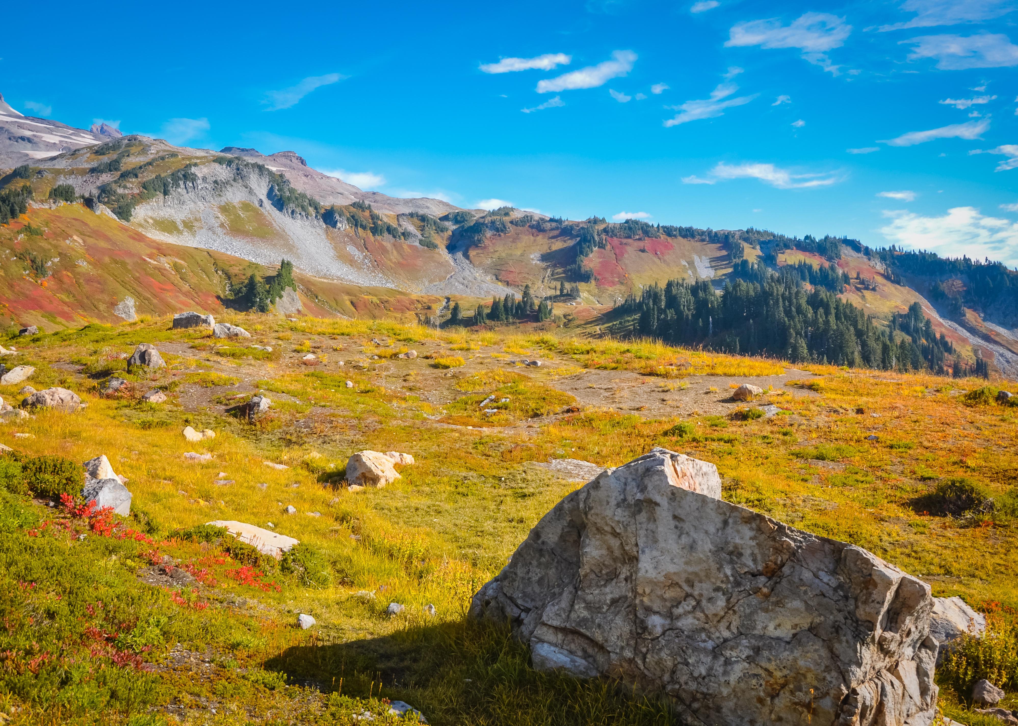 Alta Vista Trail in Mt. Rainier National Park.