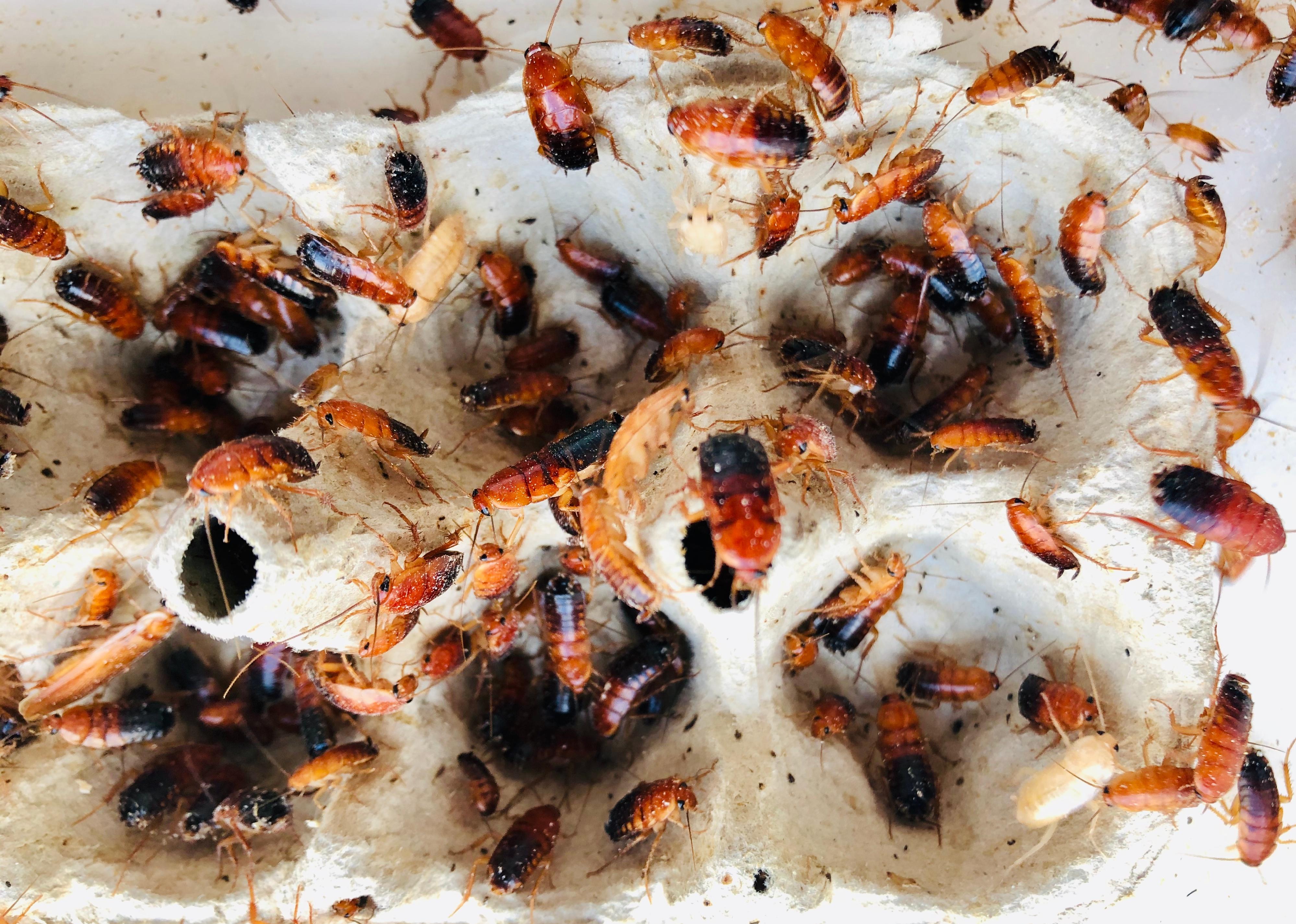 A home cockroach farm.