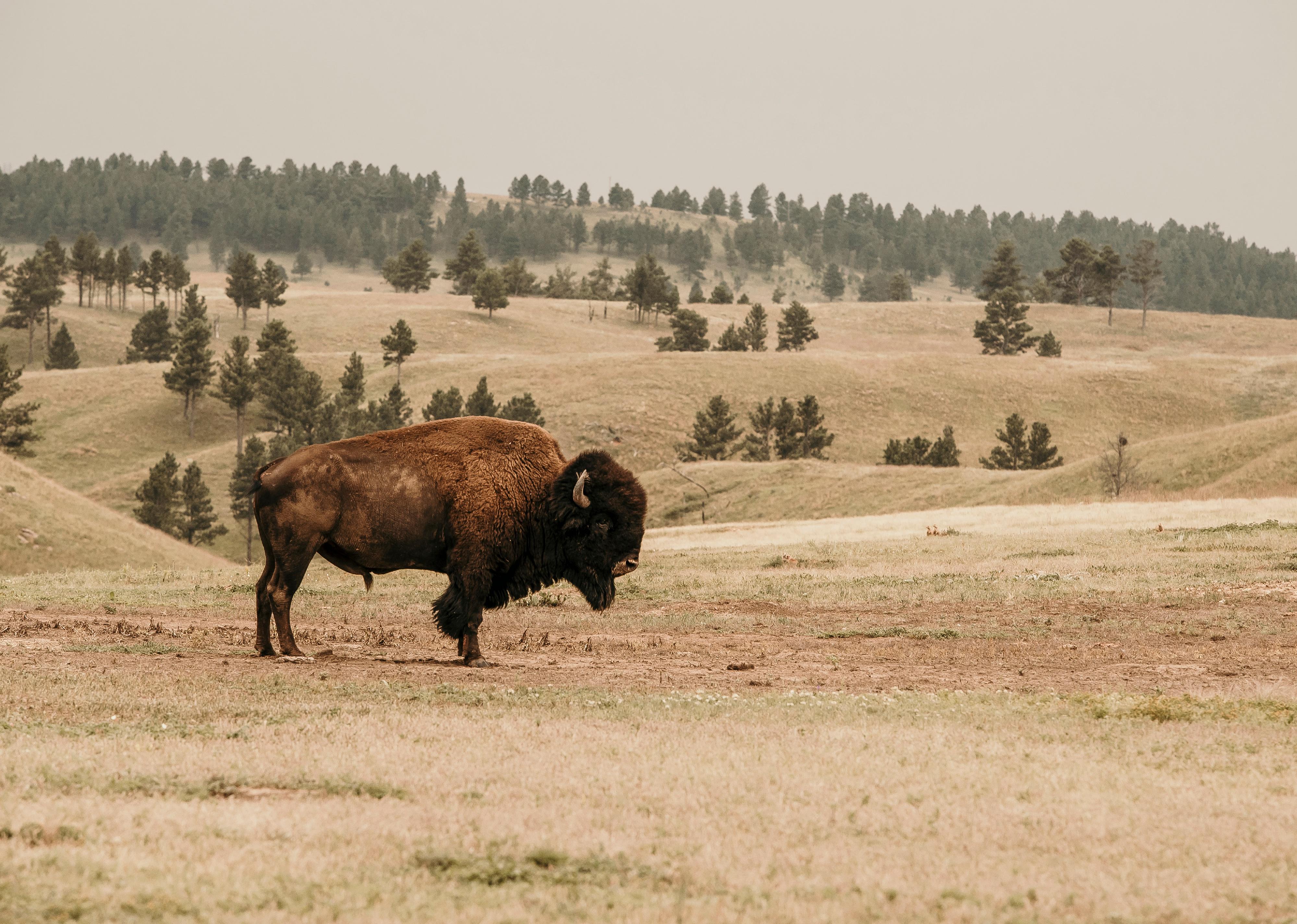 Bison at Wind Cave National Park.