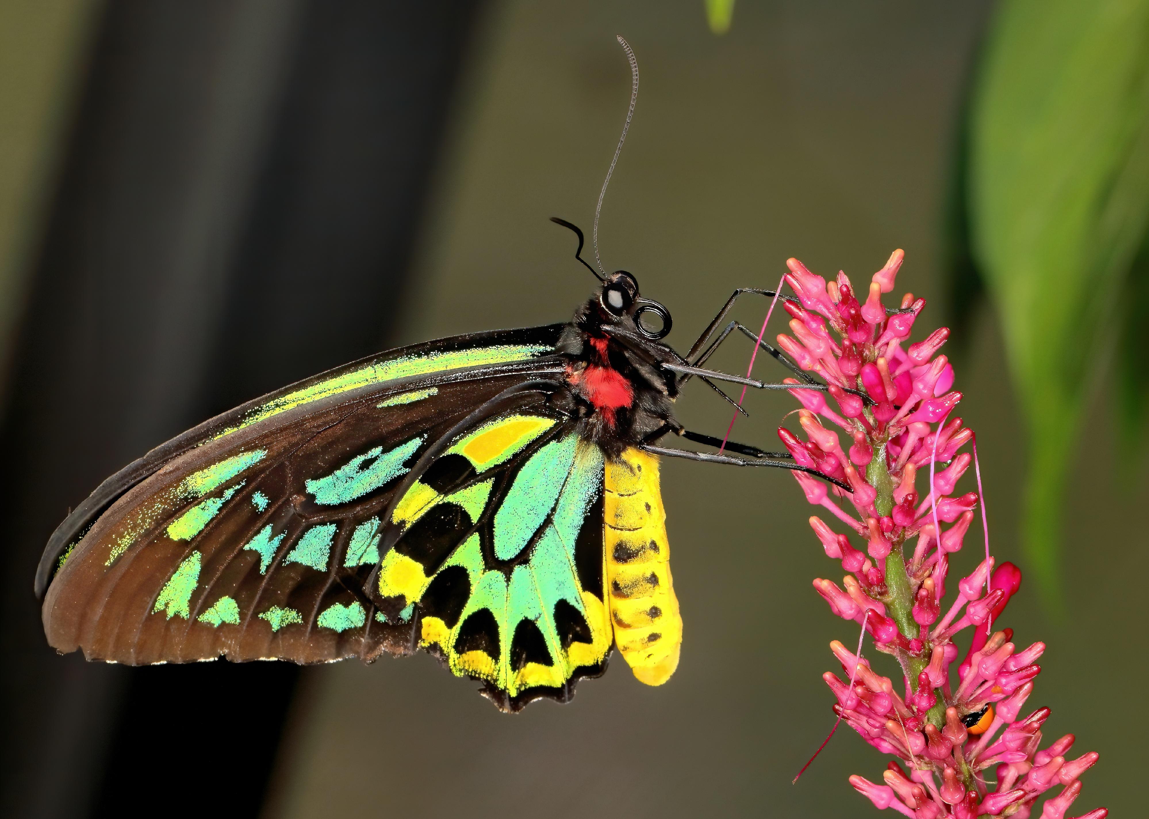 Close-up of a Queen Alexandra's birdwing butterfly.