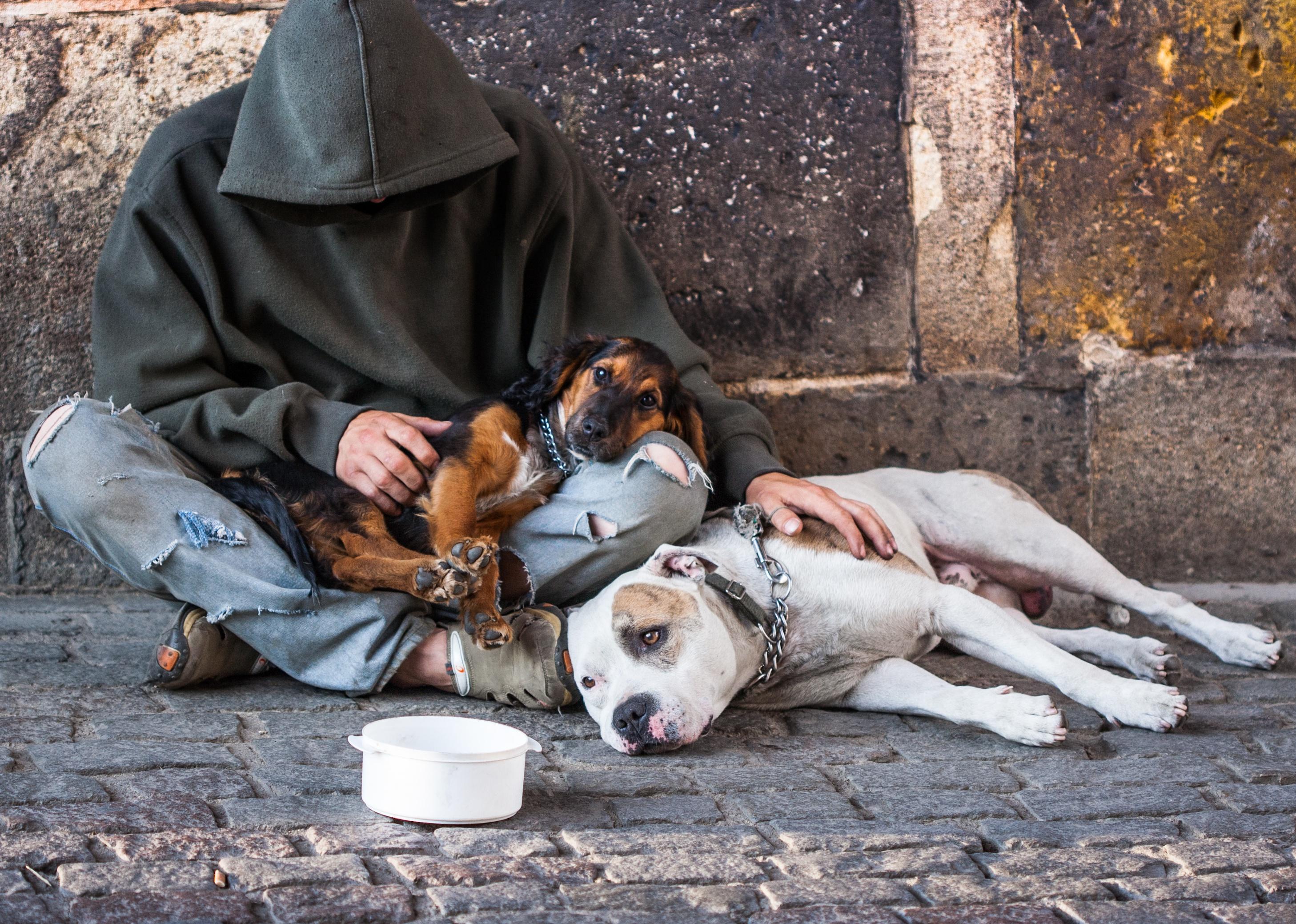 Homeless man with two dogs on the street.