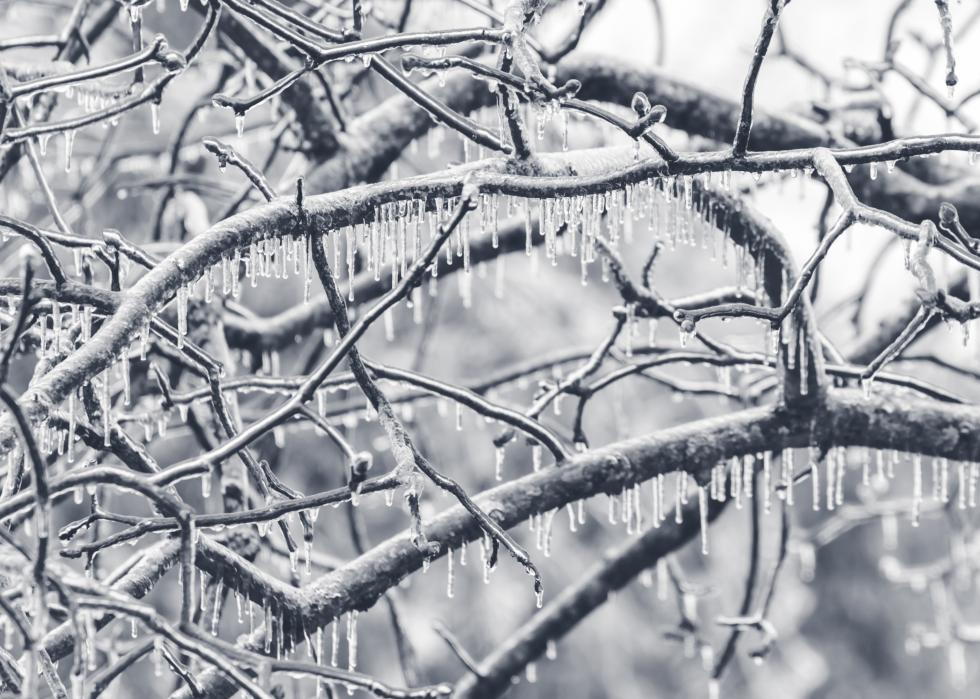 Ice covered tree limbs from an ice storm.