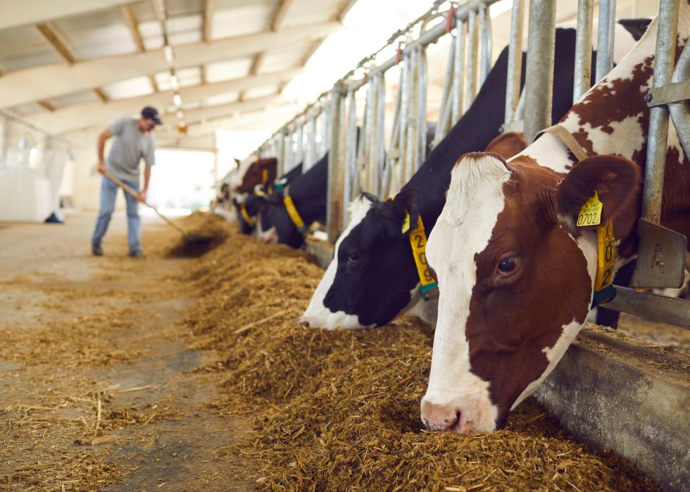 Healthy dairy cows feeding on fodder standing in row.