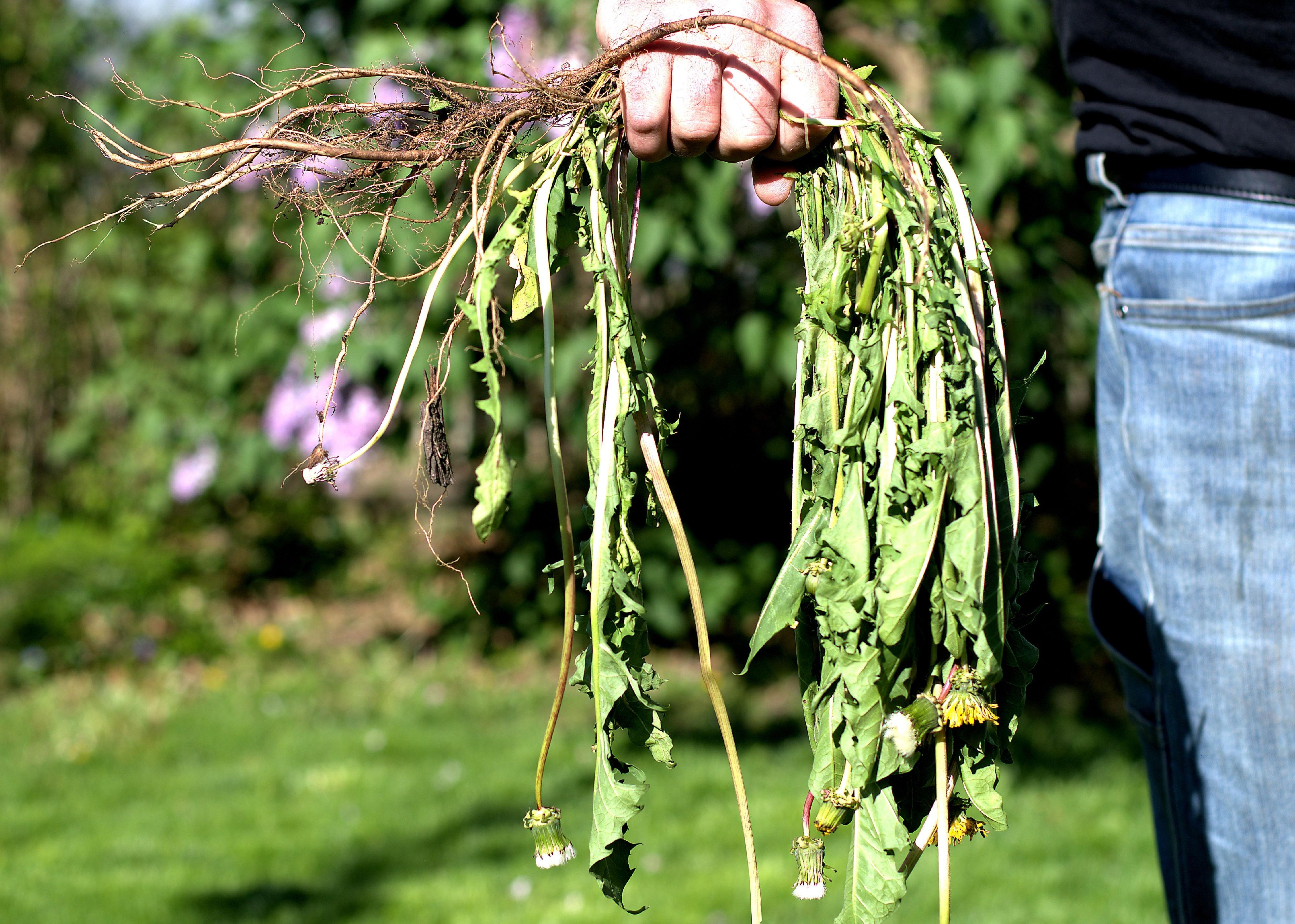 Dandelion plant pulled from the ground and in a man's fist.