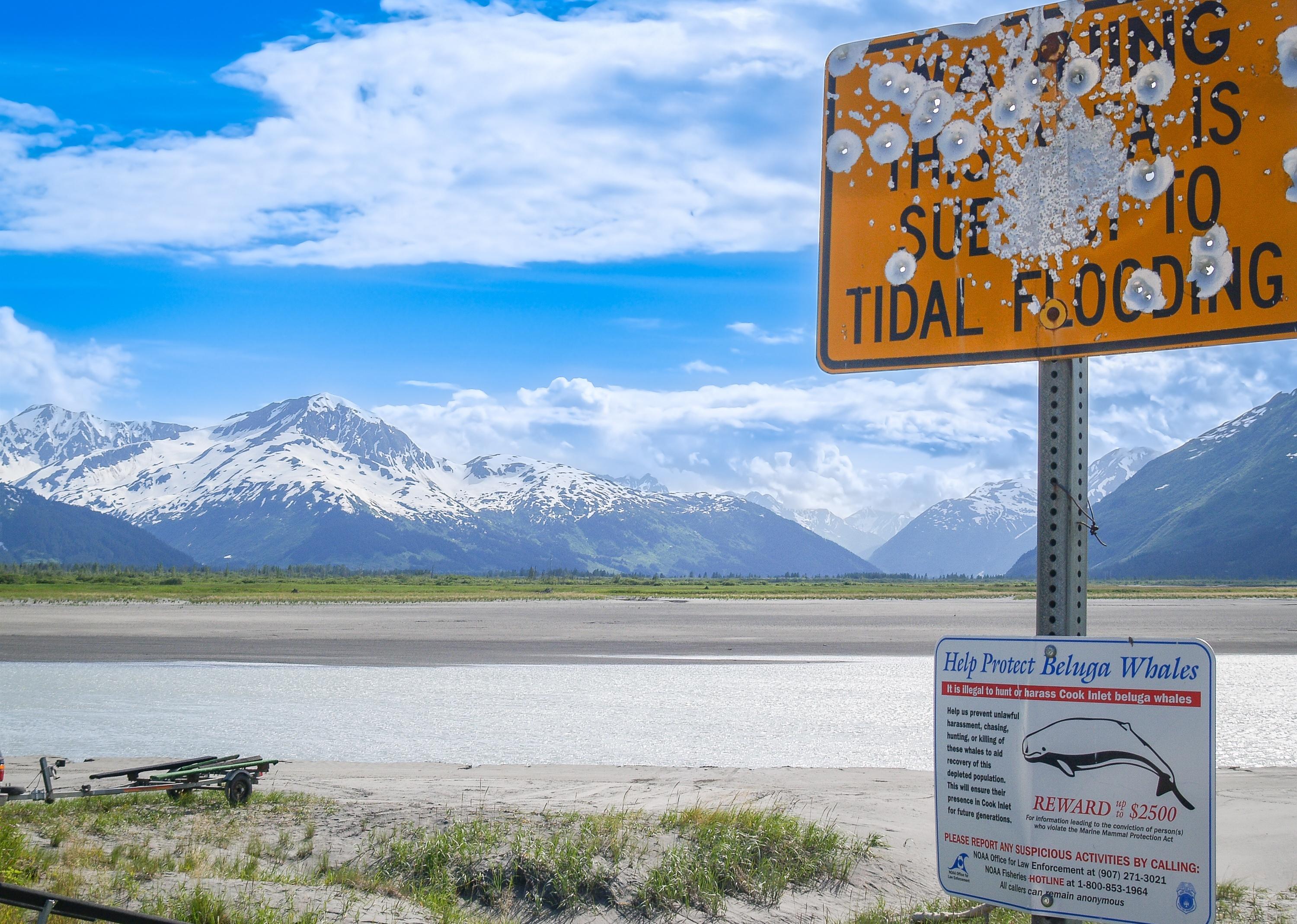 Beluga whale project sign under warning of tidal flooding sign.