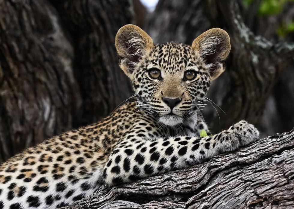 A young leopard cub laying on a tree.