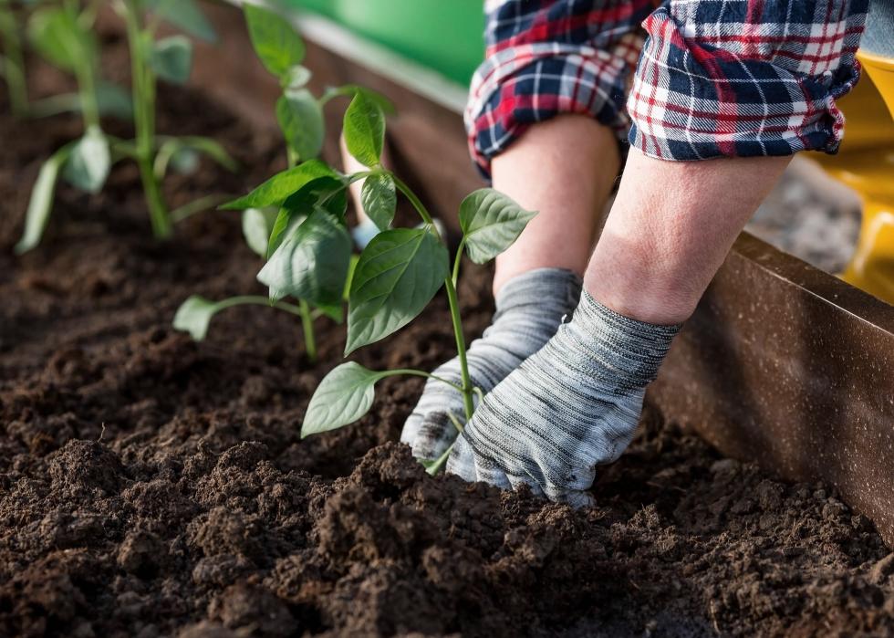 Hands of an elderly woman planting a young plant into the soil.