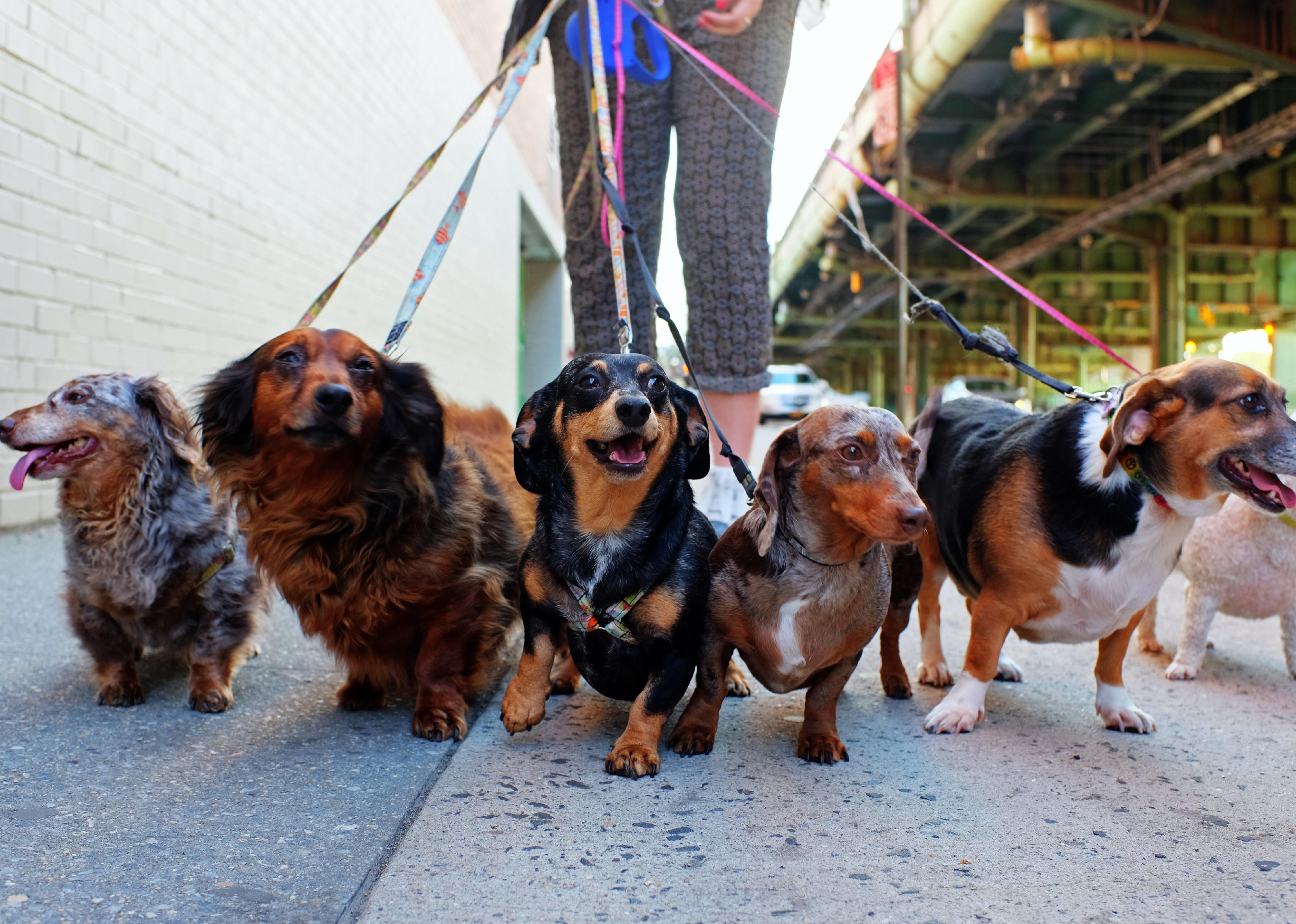 Group of dogs being walked by a person in the background on city sidewalk.