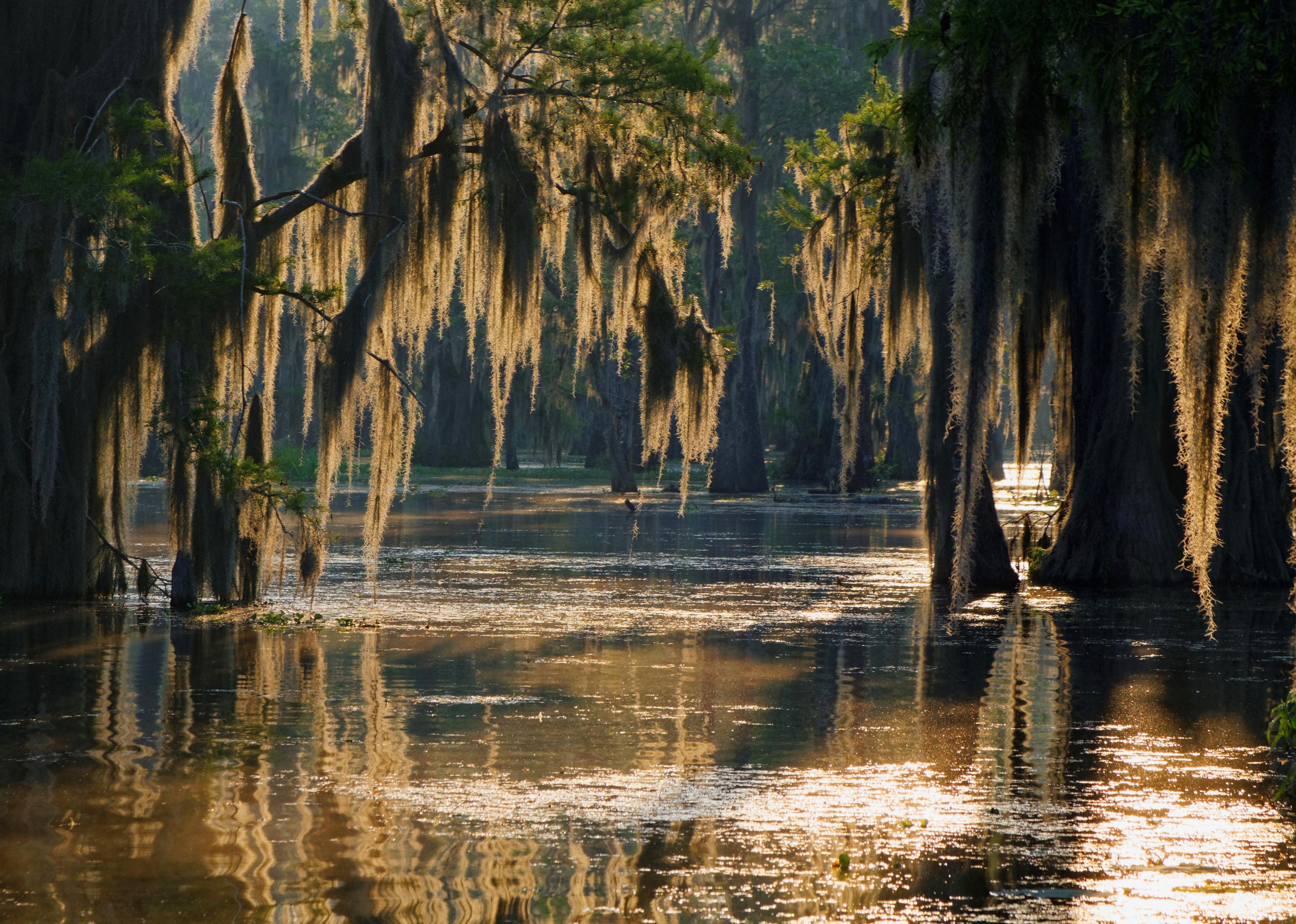 Spanish moss in the Louisiana Bayou.