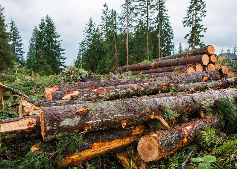 Trees chopped and stacked