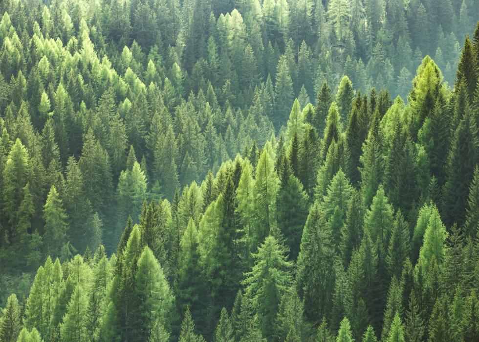 Healthy green trees in a forest of old spruce, fir and pine trees