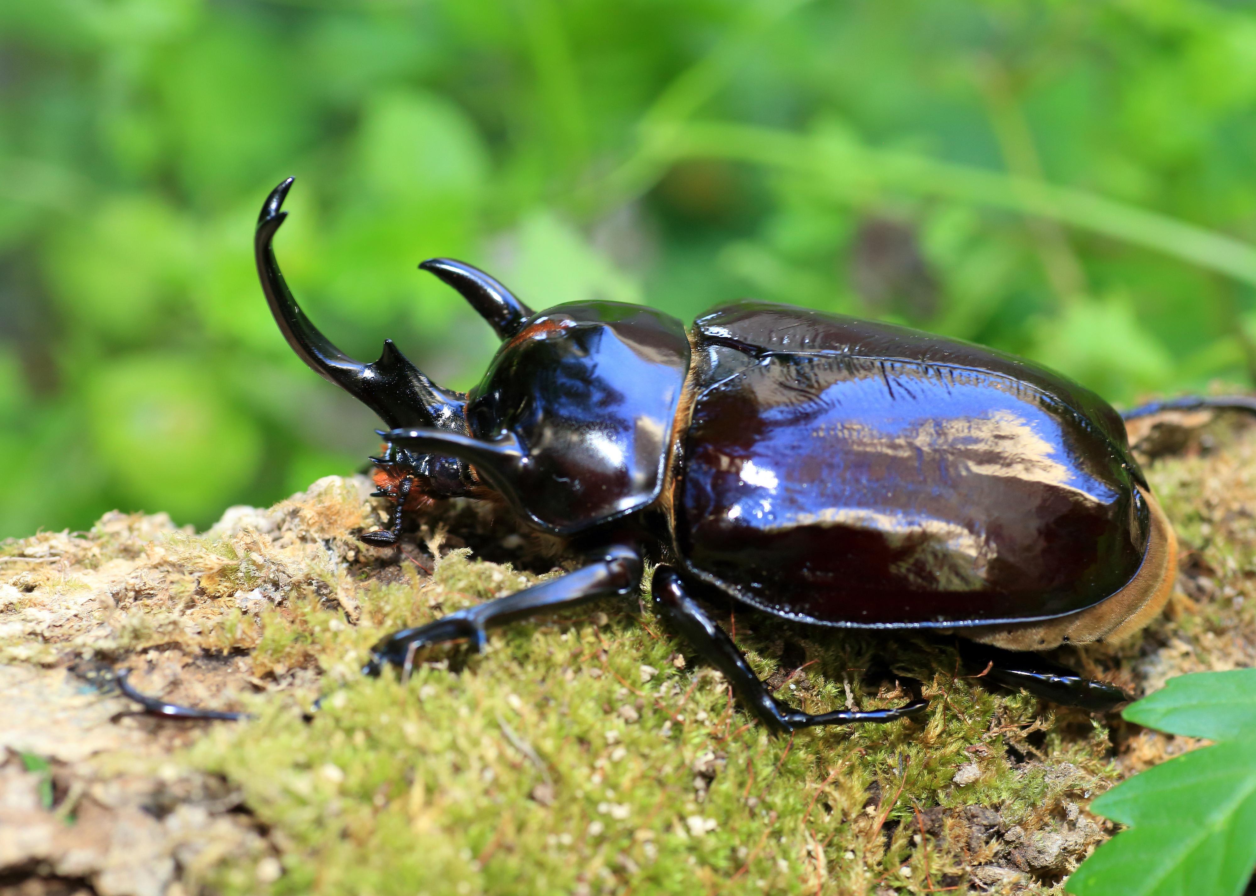 Mars elephant beetle on branch.