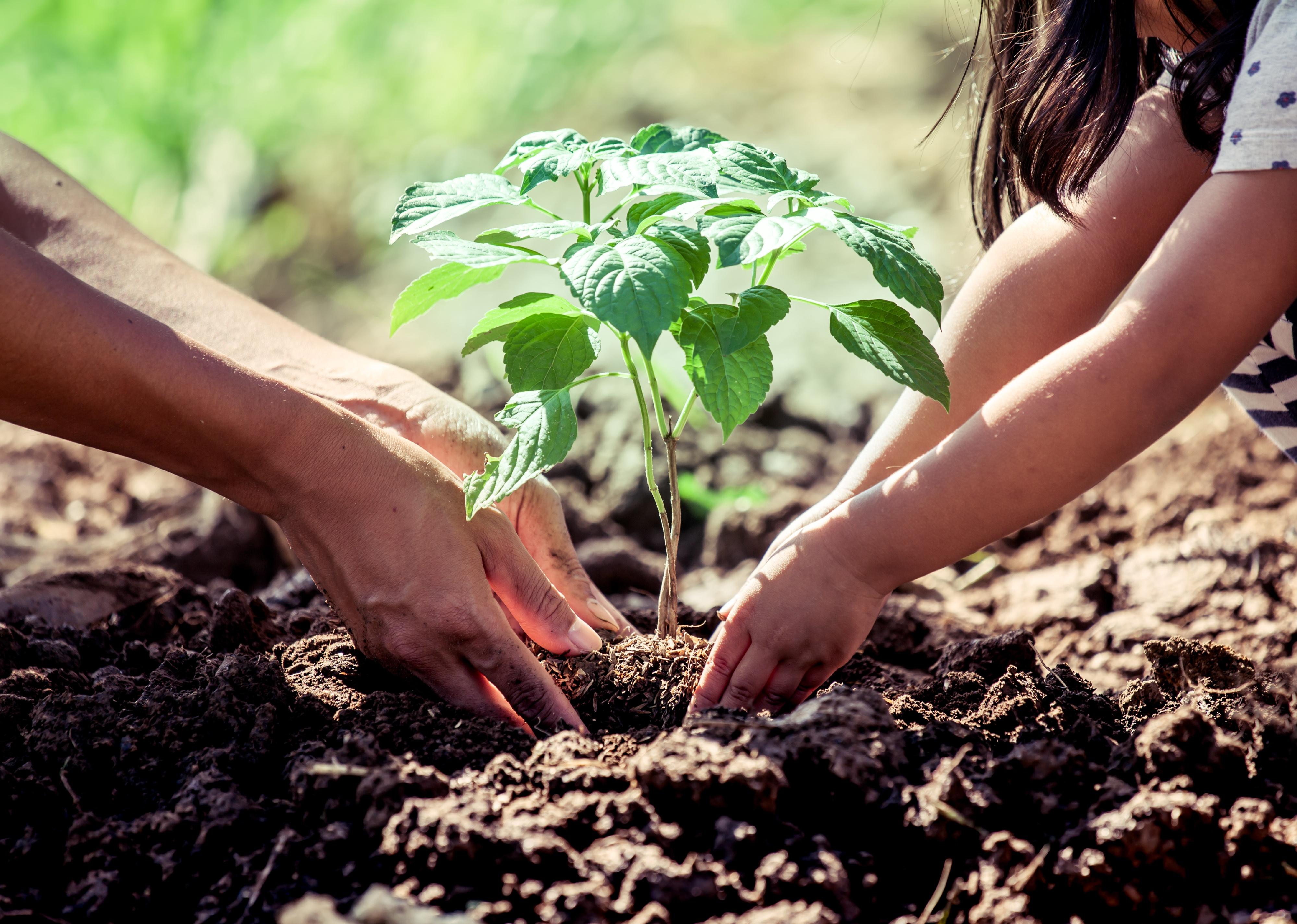 Child and adult hands planting a tree.