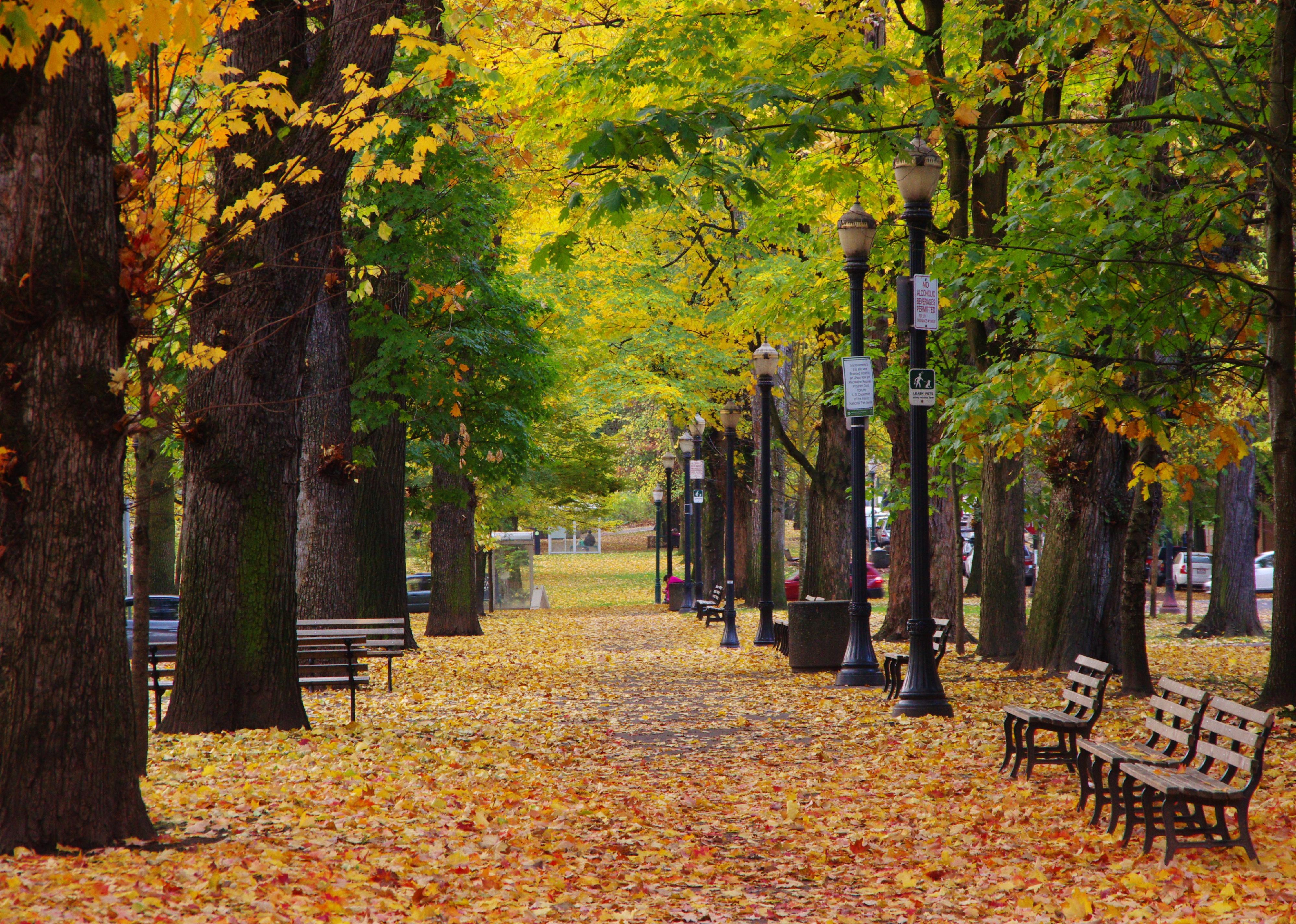 A greenery pathway with benches along the SW Park Ave, Portland.