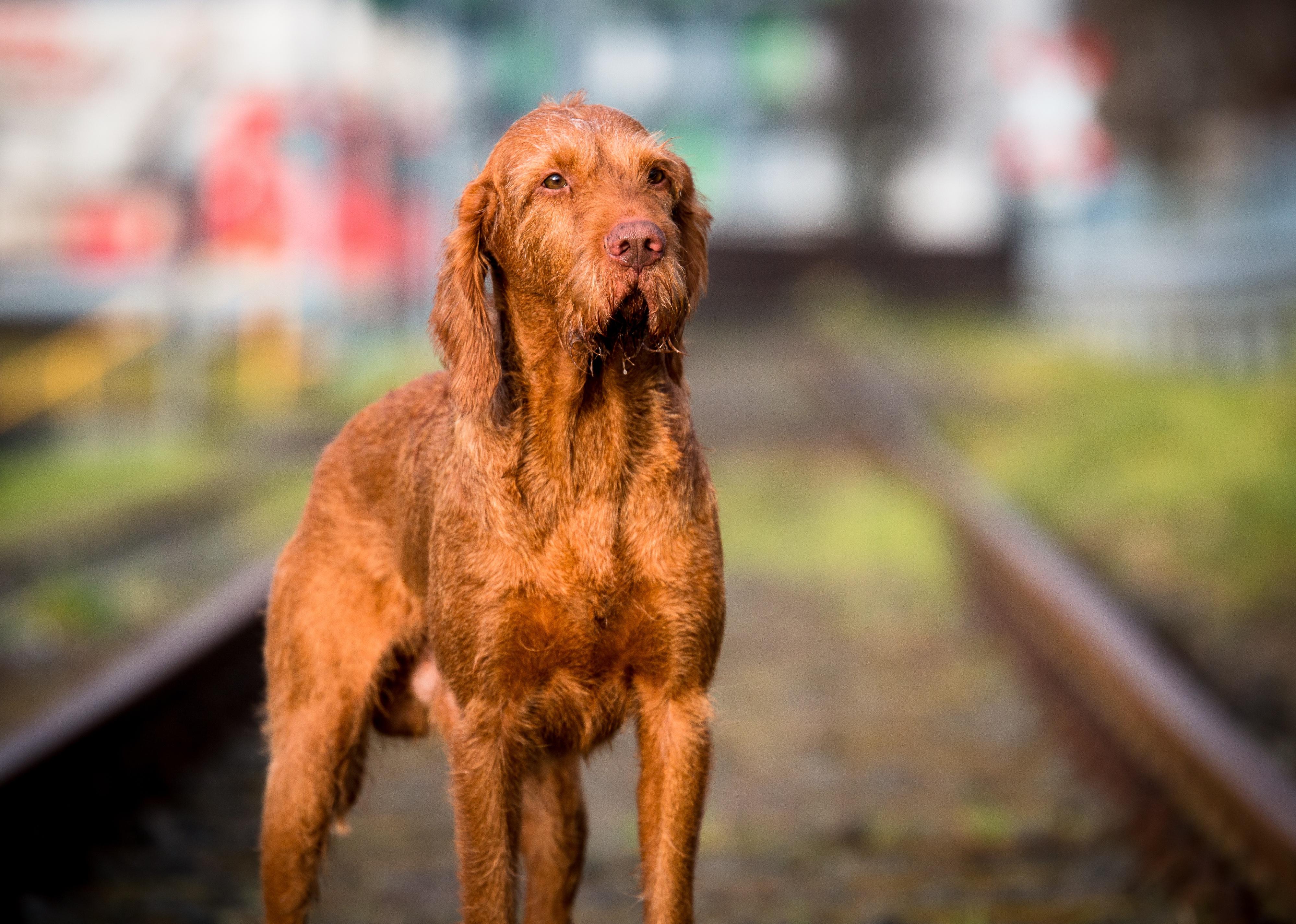 A Wirehaired Vizsla in a city with blurred background.