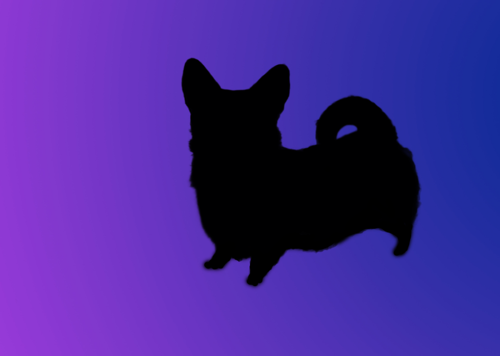 A silhouette of a dog