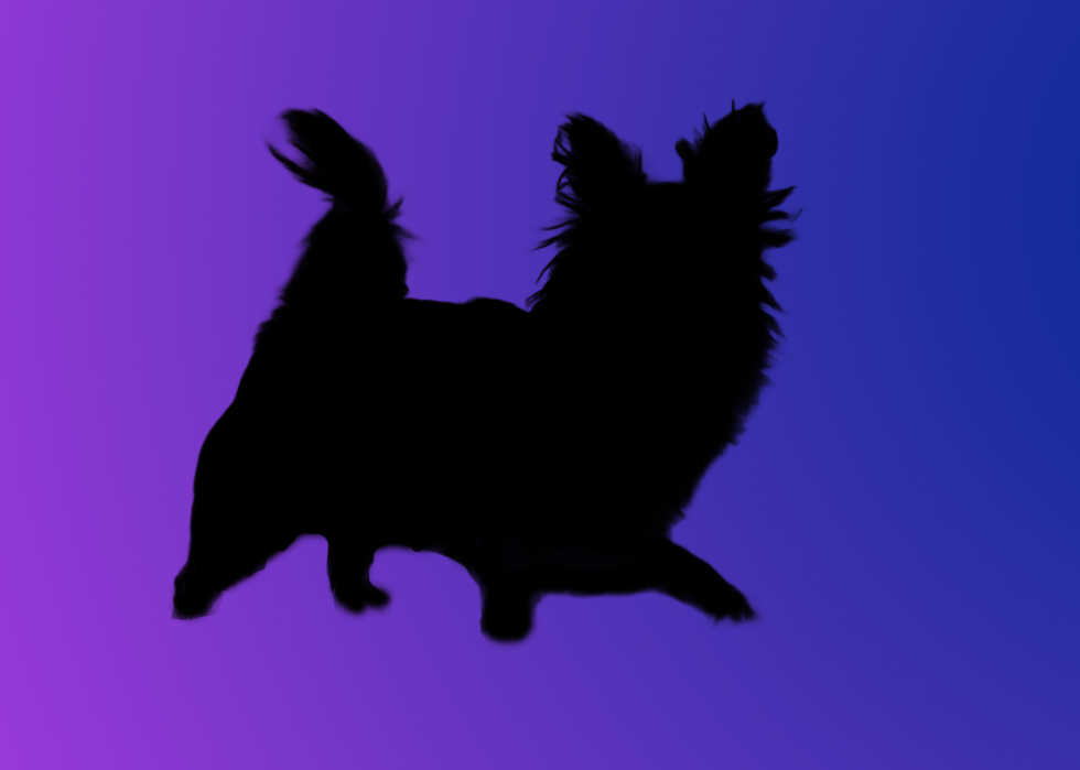 A silhouette of a dog