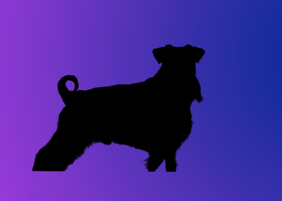 A silhouette of a dog