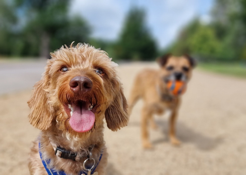 A close up of a small dog with another dog in the background holding a ball in their mouth.