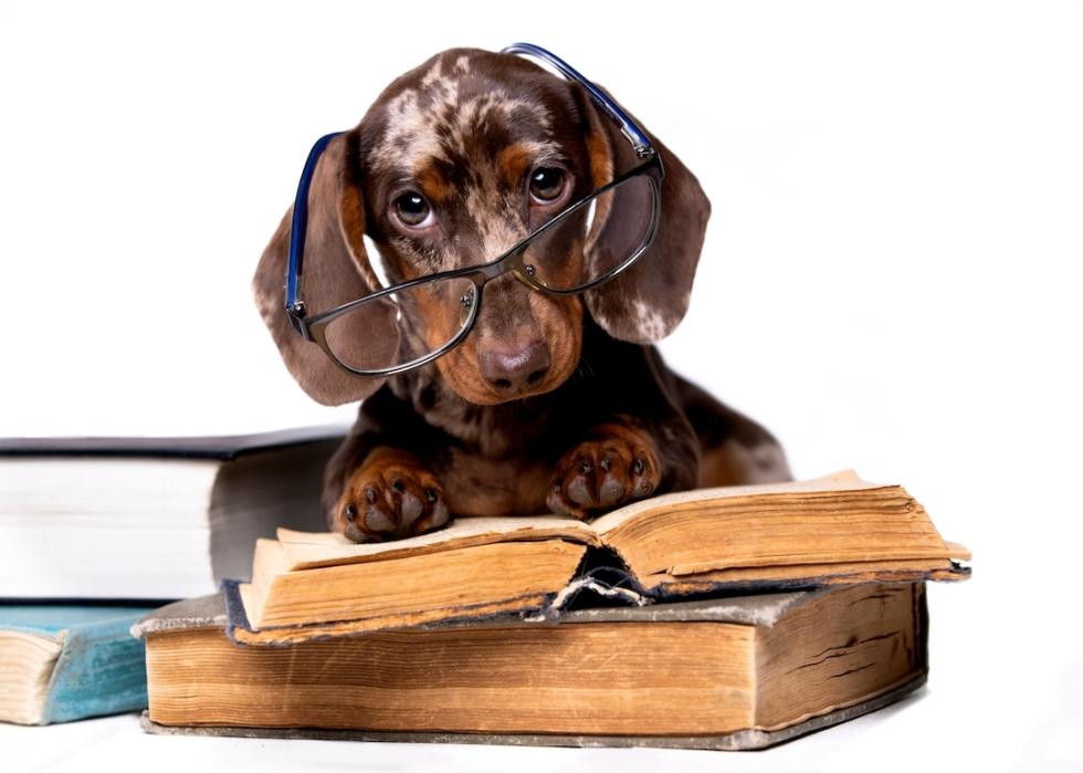 A dog wearing glasses reading a book