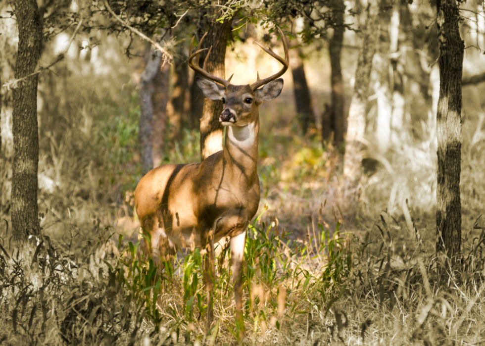 Deer in the forest looking to the left.