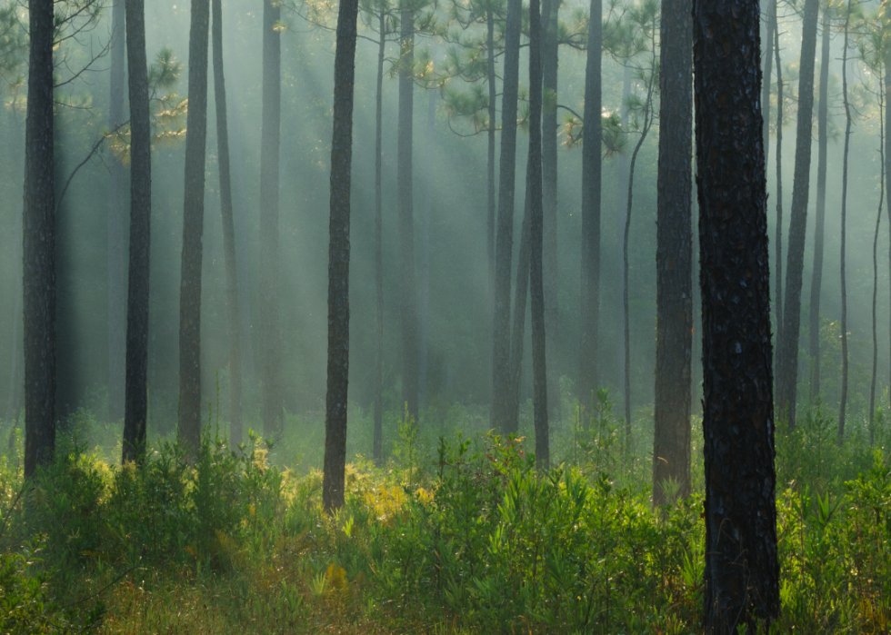 Trees in a forest.