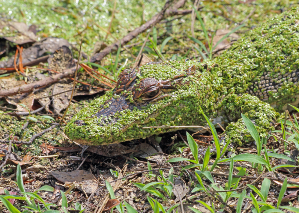 Gator covered in swamp plants.