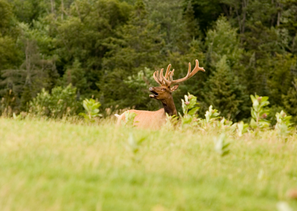 An elk in a field.