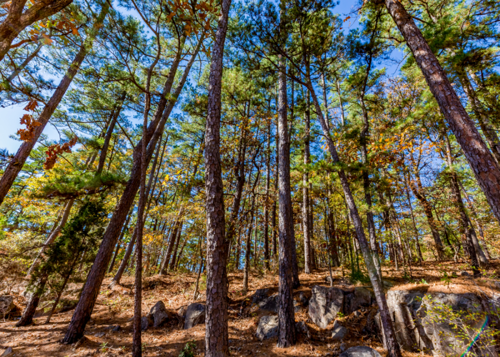 Up angle of trees in woods.