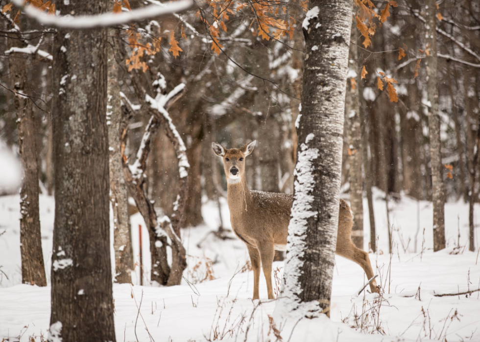 A deer in snow.