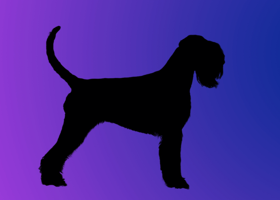 A silhouette of a dog