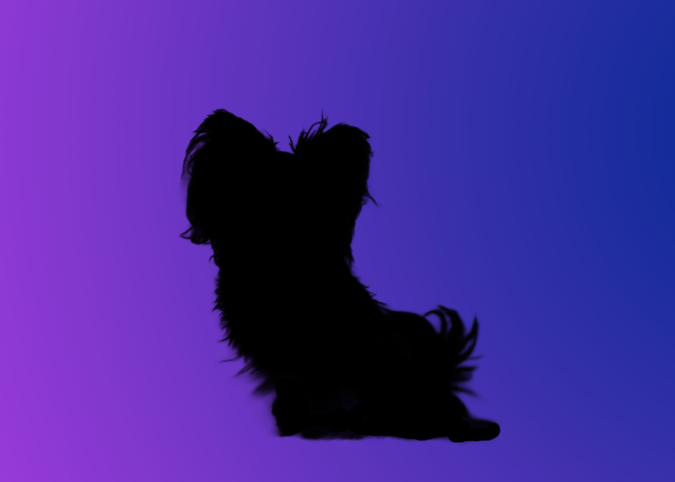 A silhouette of a dog