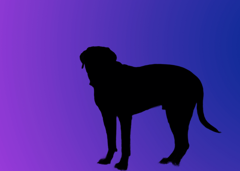 A silhouette of a dog