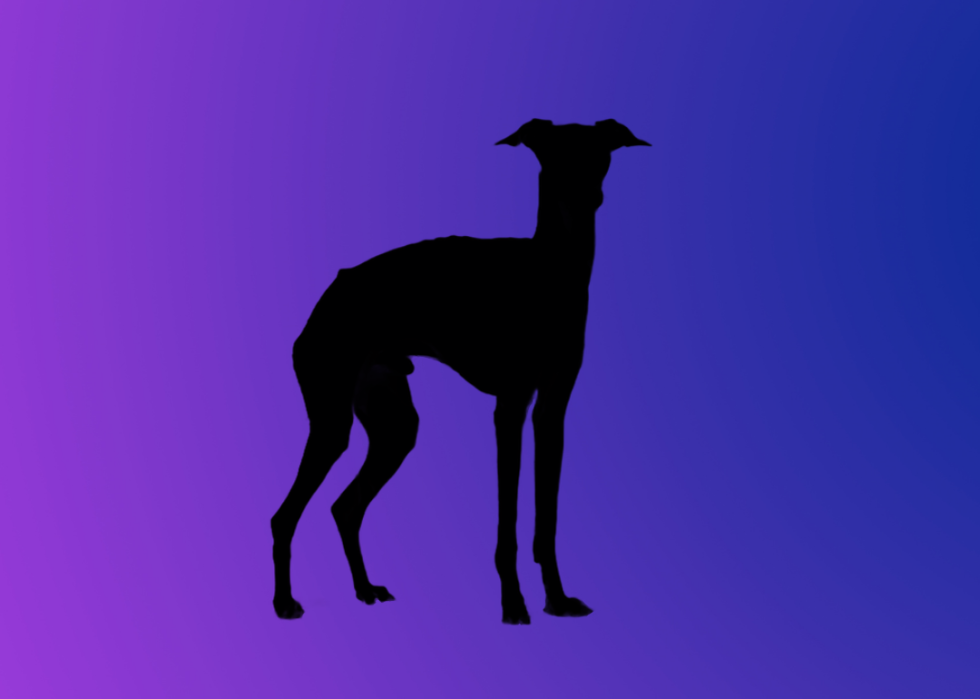 A silhouette of a dog