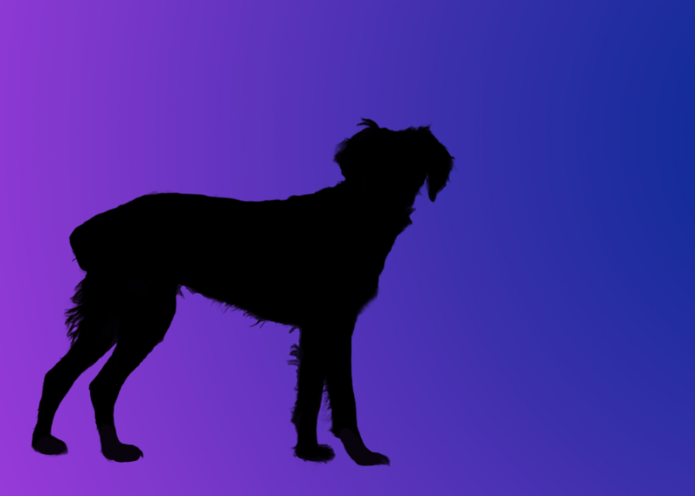 A silhouette of a dog