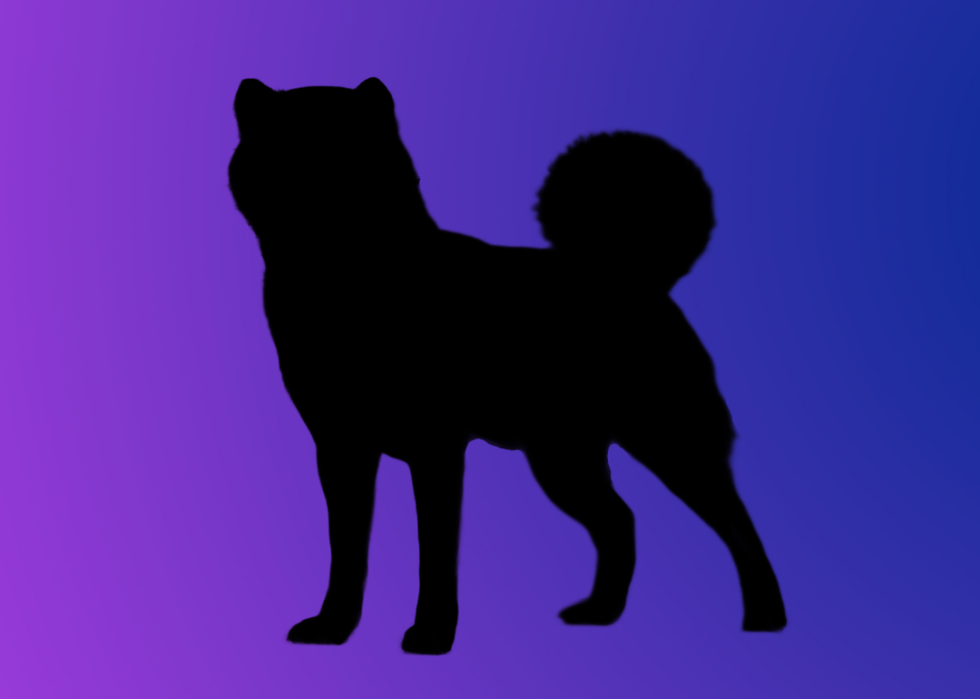 A silhouette of a dog