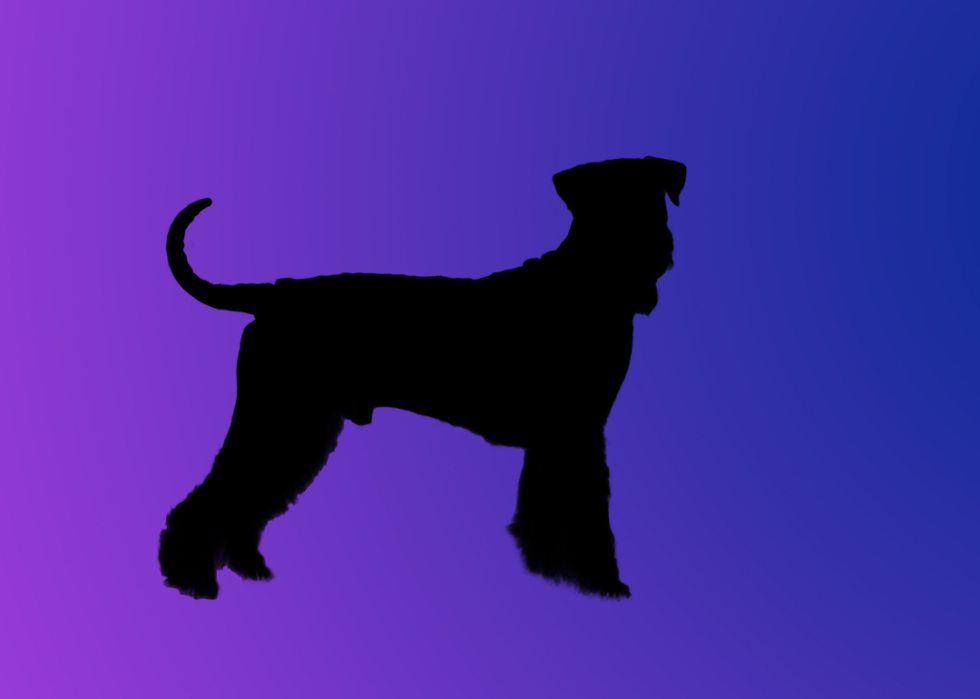 A silhouette of a dog