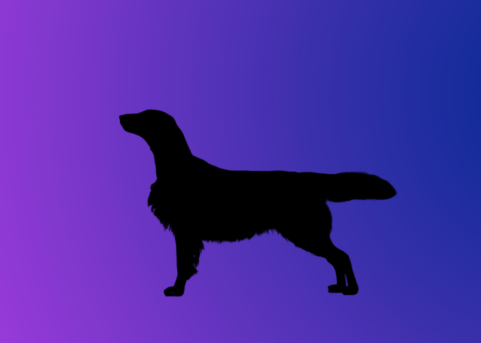 A silhouette of a dog