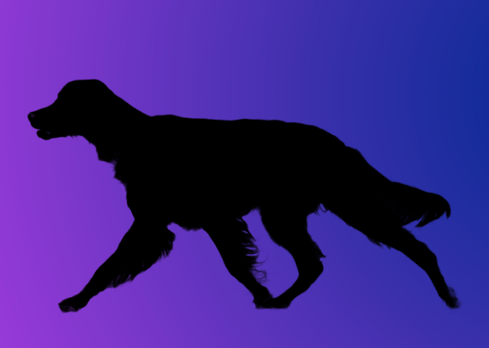 A silhouette of a dog