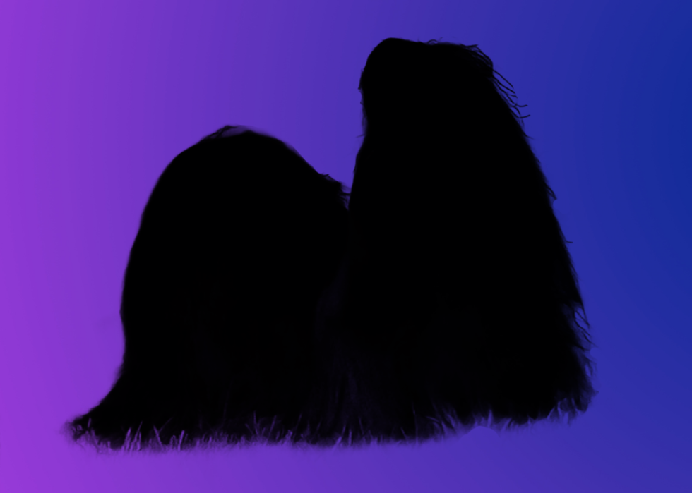 A silhouette of a dog