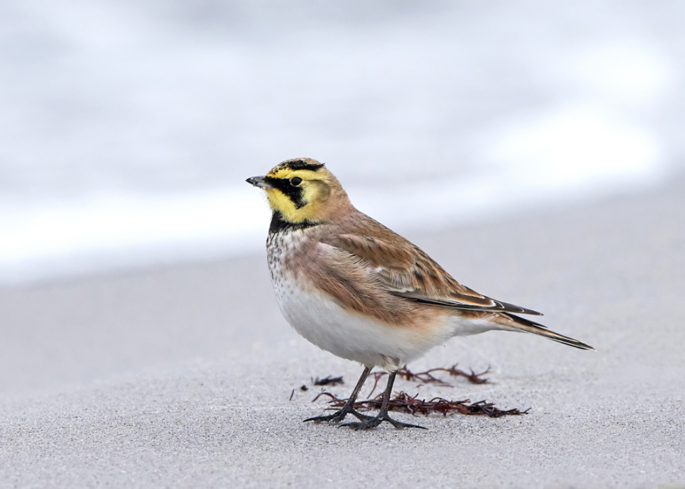 A horned lark on the sand.