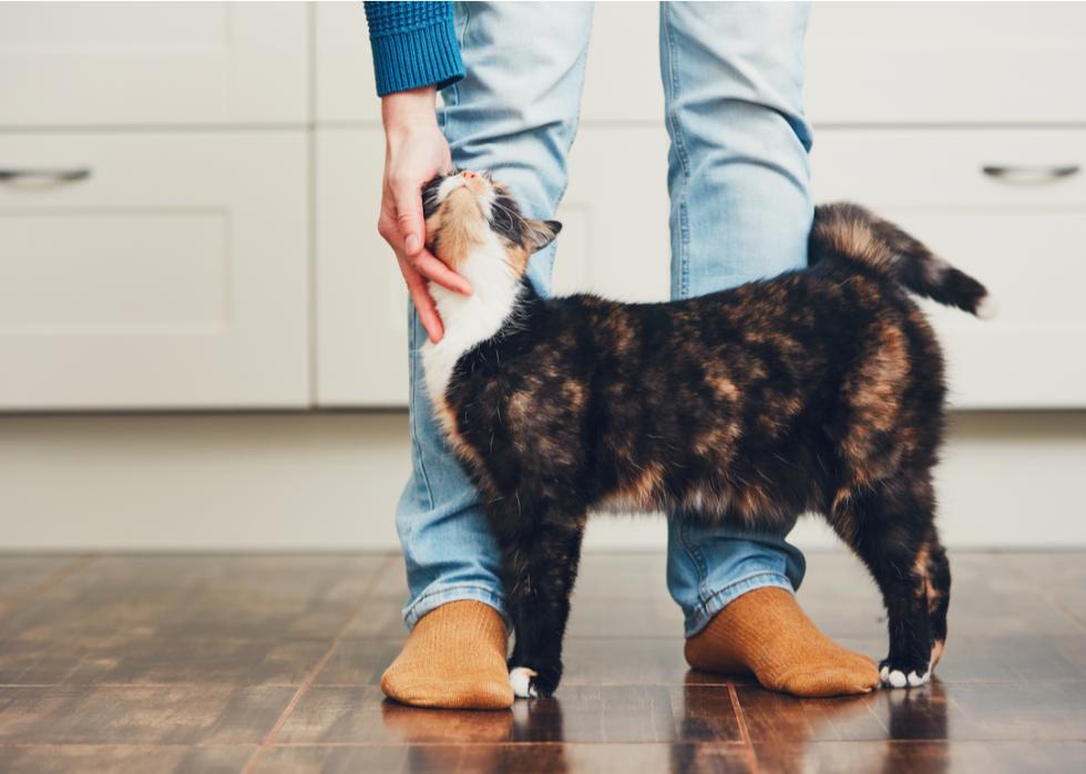 A cat welcoming his owner who pets it