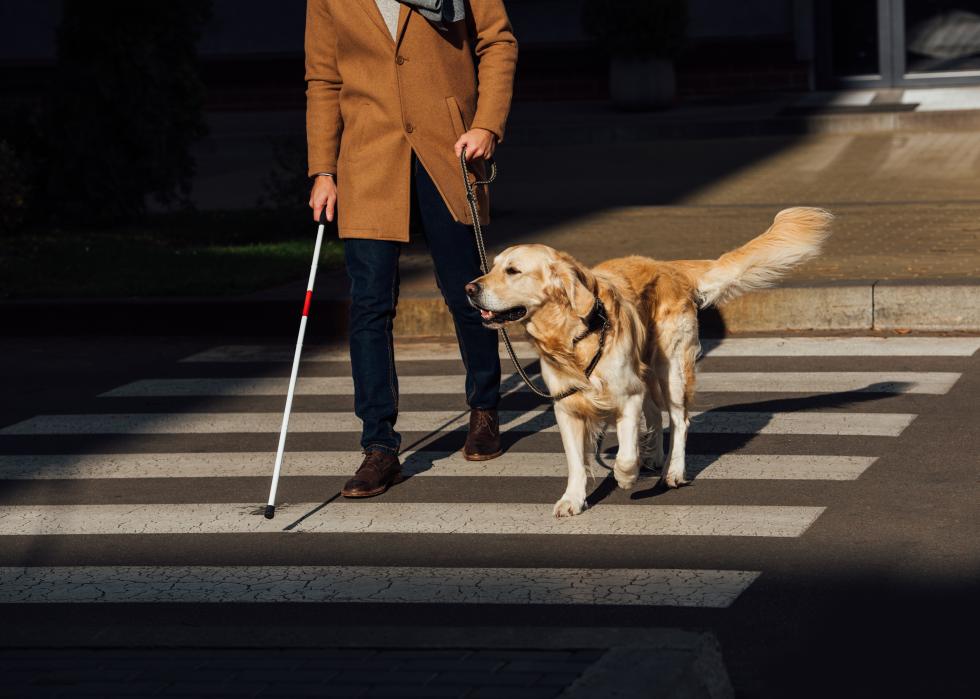 Golden retriever guides man across street