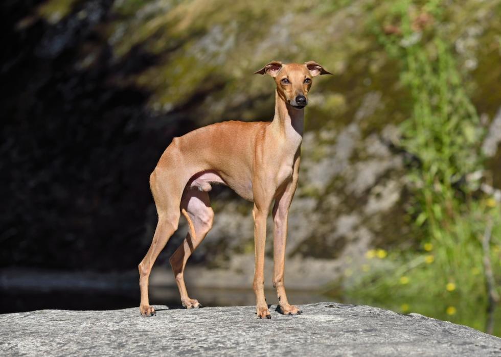 Italian Greyhound standing on a gray stone background