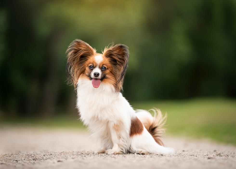 Papillon dog at the park.