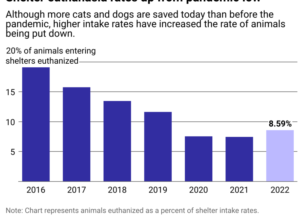 Column chart showing shelter euthanasia rates up from pandemic low. Although more cats and dogs are saved today than before the pandemic, higher intake rates have increased the rate of animals being put down, reaching 8.6% of all intakes in 2022.