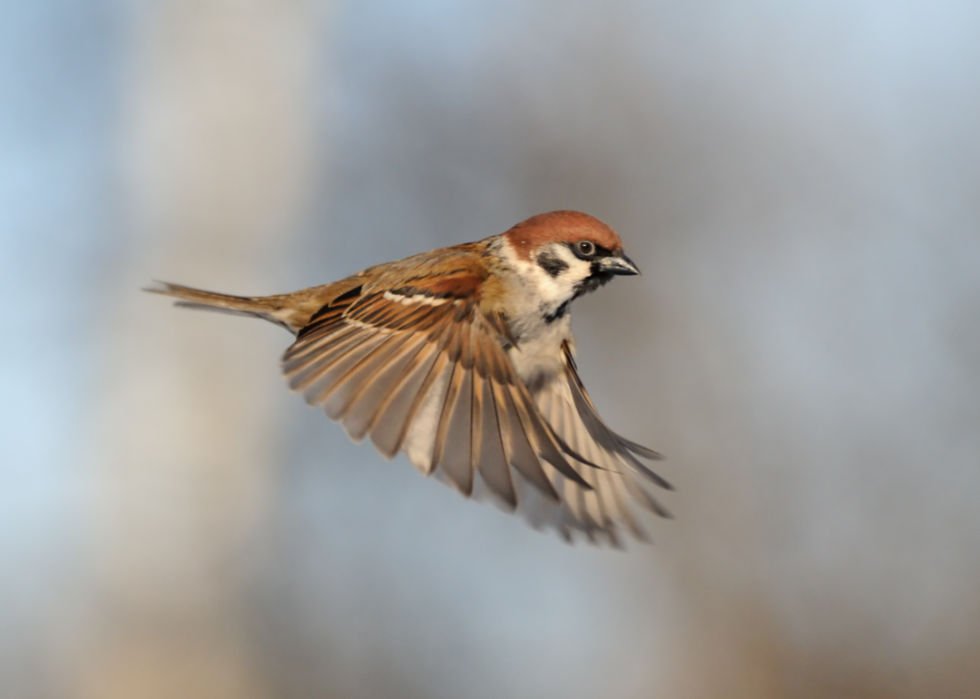 A flying sparrow with wings spread.
