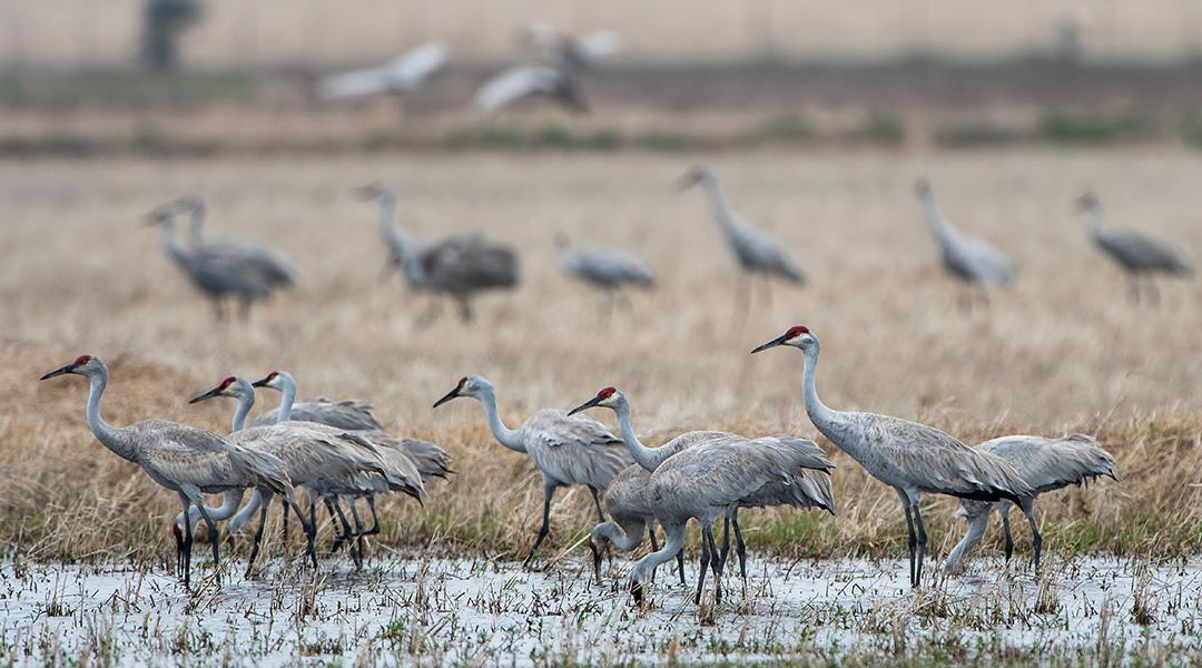 A flock of sandhill cranes in Louisiana.